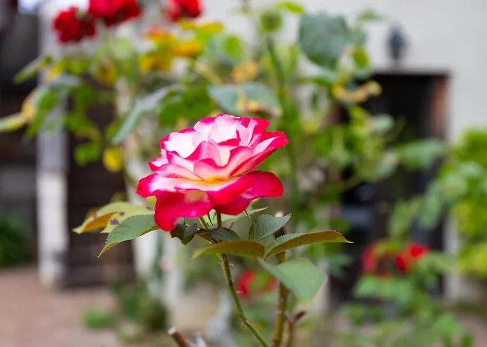 La Normande By Interhome Feriehus