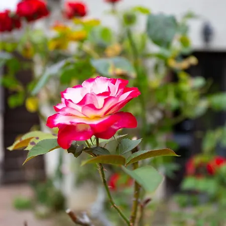 La Normande By Interhome Holiday home